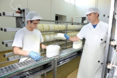 Elaboración del queso Dehesa de Los Llanos