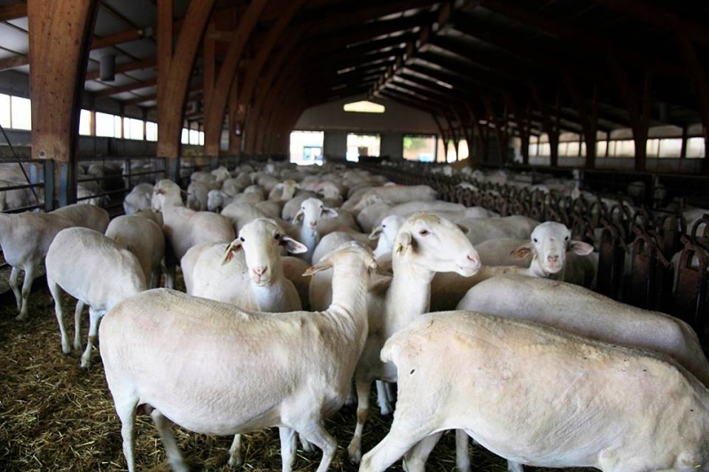 Ganado de la Dehesa, ovejas de pura raza manchega