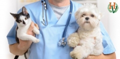 Hospital veterinario la flota - clinica veterinaria la flota