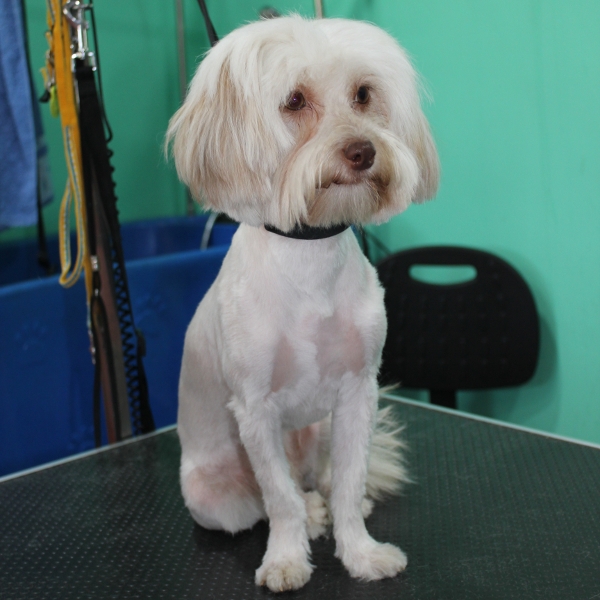 coco en la peluqueria canina rosalia garcia de cordoba