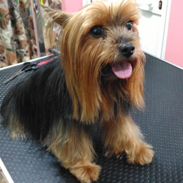 curro en la peluqueria canina rosalia garcia de cordoba