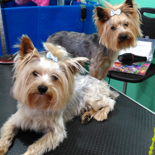 marco y bruno en la peluqueria canina rosalia garcia de cordoba