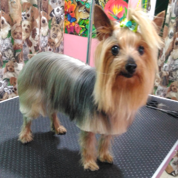 puka en la peluqueria canina rosalia garcia de cordoba