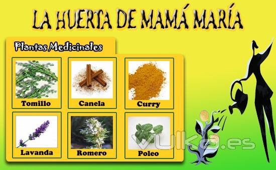 Plantas Medicinales