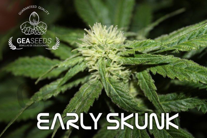 Early Skunk, muy rápida y buena producción, 1EUR la unidad