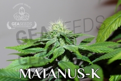 Matanus-k de gea seeds