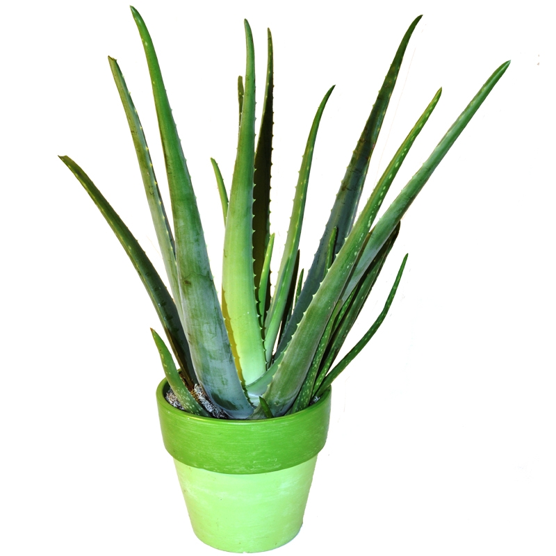 PLantas Aloe Vera (Savila) Barcelona