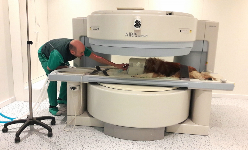 Resonancia magntica en Hospital Veterinario San Vicente, Alicante