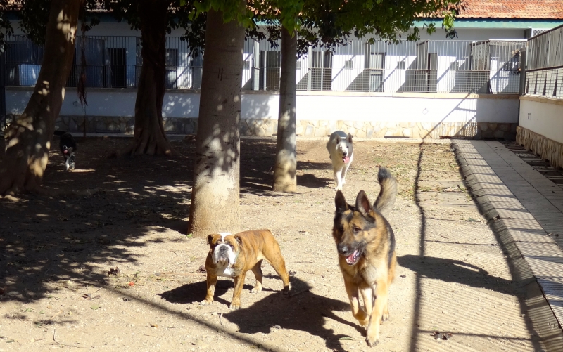 Residencia hotel perros y gatos hospital veterinario san vicente