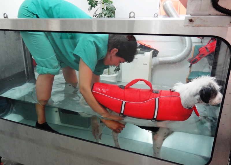 Rehabilitación perros y gatos Hospital Veterinario San vicente Alicante