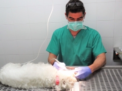 Odontologia perros y gatos, limpieza dientes y boca