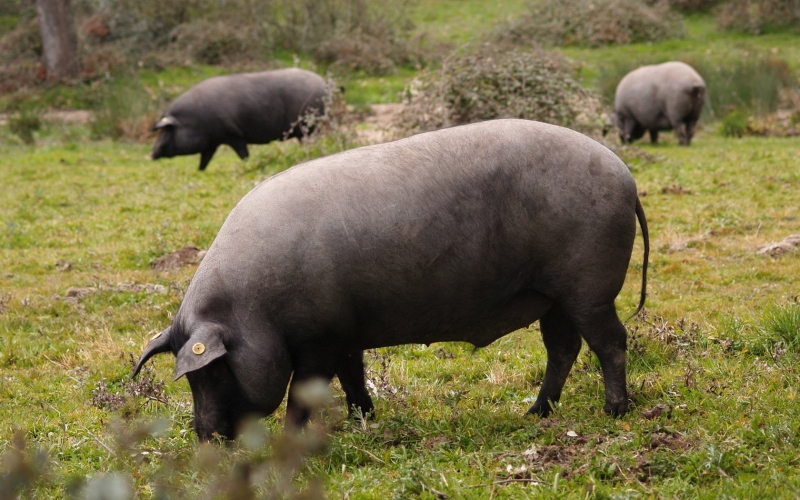 Cría de cerdos ibéricos en dehesa