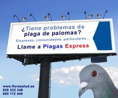 Plaga de palomas