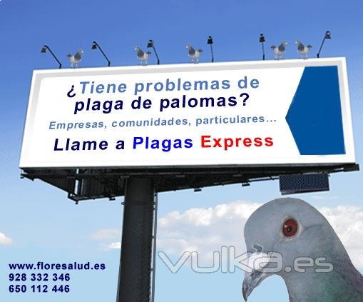 Plaga de palomas Las Palmas