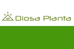 Diosa planta - foto 24
