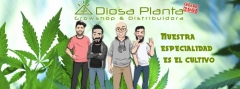 Diosa Planta - Foto 2