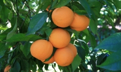 Naranjas naturales