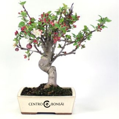 Bonsai malus bnsai manzano bonsai de exterior especie malus bonsai manzano