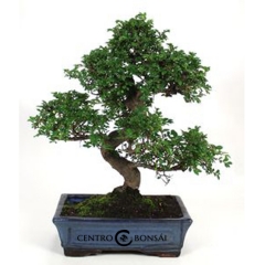Bonsai zelkova parvifolia bonsai olmo chino especie zelkova