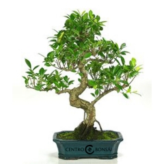 Bonsai Ficus Retusa 10 aos Genero Ficu Retusa 