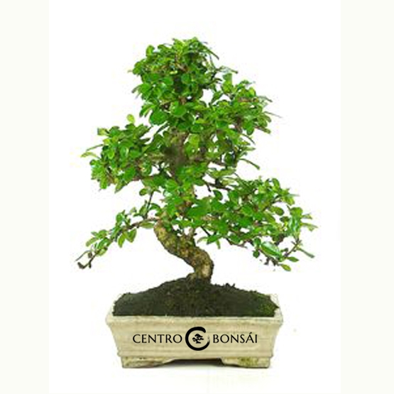 Bonsai Carmona Microphylla Gnero Carmona 