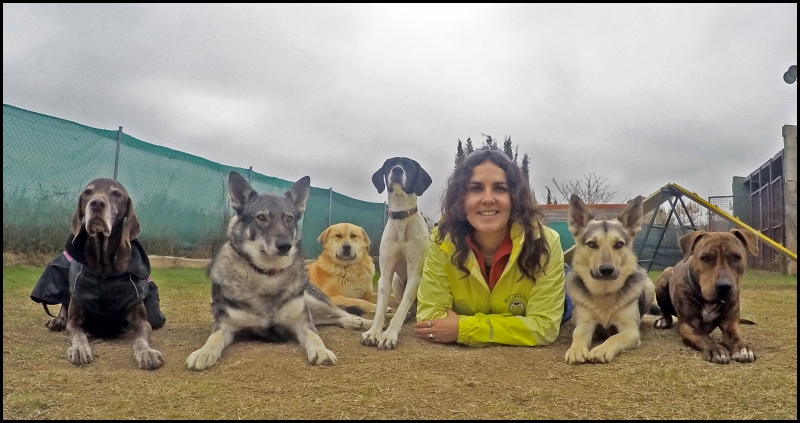 Adiestrador de perros Zaragoza Rudog Adiestramiento