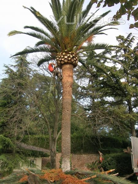 Poda de una palmera,parte superior.