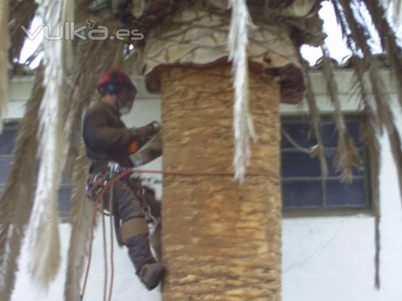 Poda de una palmera. estamos viendo la zona del tronco. 