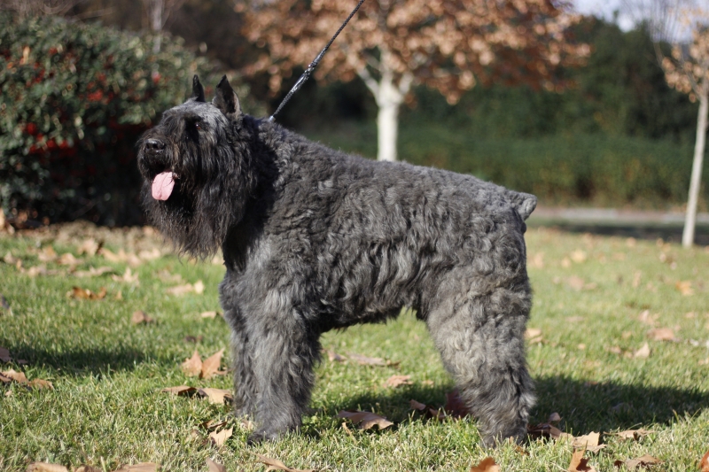 Bouvier de Flandes  Silver de Zoraican