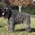 Bouvier de Flandes  Silver de Zoraican