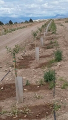 Protectores para plantones