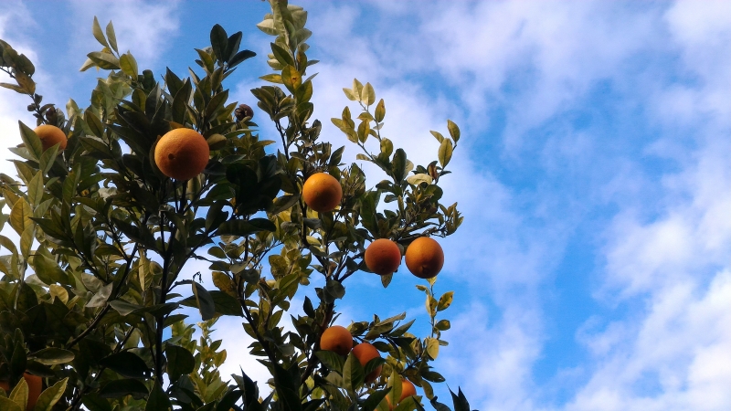 Naranjas ecolgicas
