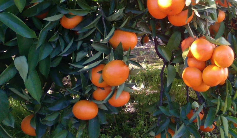 Mandarinas ecológicas