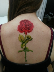 Tatuajesenelche,estudiosdetatuajesenelche,tatuatestudio,realismo realistic rosa