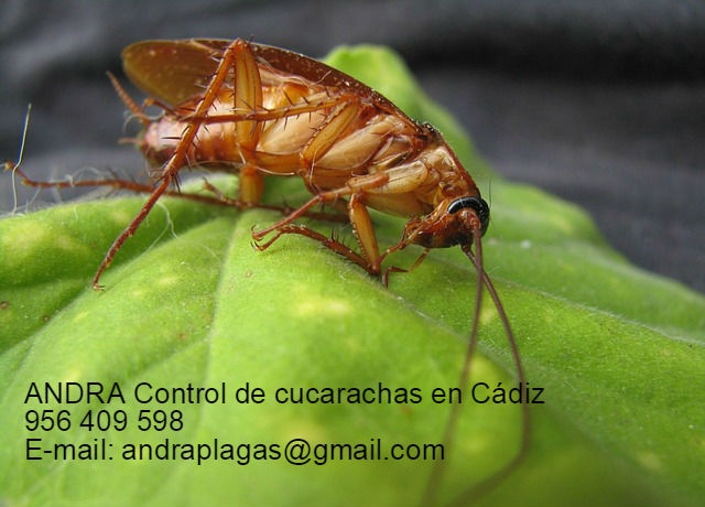 eliminar cucarachas en Cádiz - ANDRA