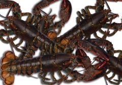 Fotomurales para pescaderia