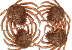 Fotomurales para pescaderia