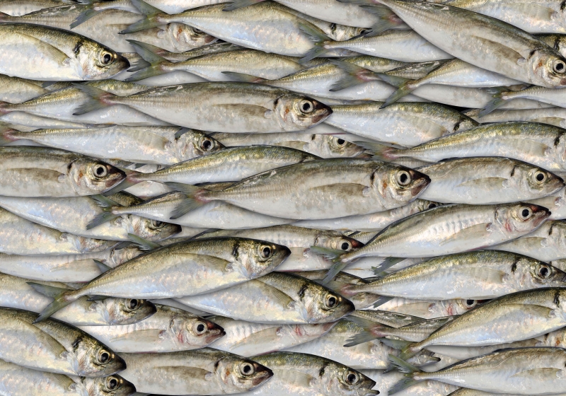 Fotomurales para pescadera.