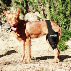 Protector de rodilla para perro con artrosis o lesion de ligamentos cruzados