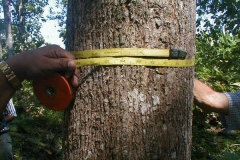Curso inventario forestal y cubicacin de madera
