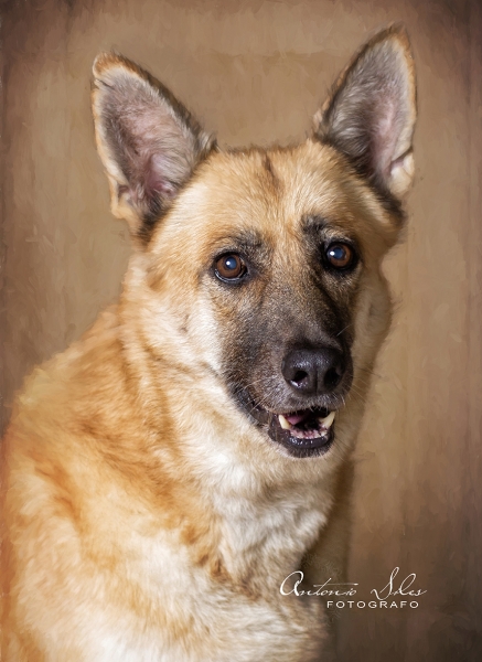 fotografo de mascotas en almeria y clinicas veterinaria