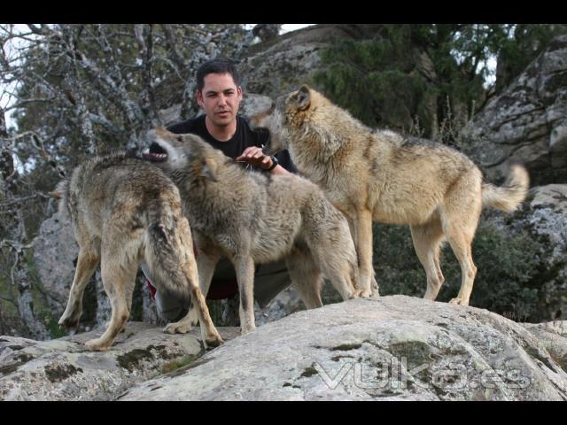 alquiler de perros, gatos, aves y animales de todo tipo