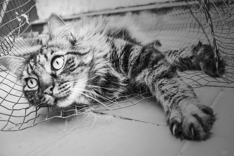 Retrato en terraza del cliente de un gato mezcla de Maine Coon