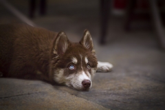 Retrato callejero de un cachorro de husky siberiano