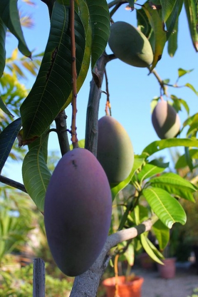 venta de plantas tropicales de mango y aguacate todas variedades