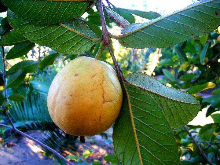 venta de plantas tropicales de guayabo y aguacate todas variedades