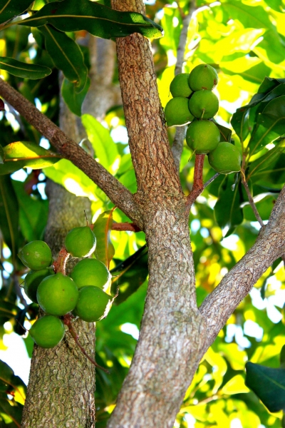 venta de plantas tropicales; nueces de macadamia y aguacate todas variedades