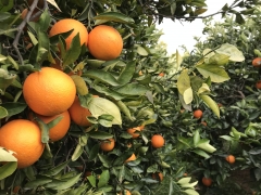 Naranjas de nuestros campos de valencia