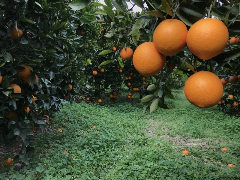 Naranjas de nuestros campos de valencia