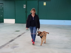 Foto 11 criadero de perros en Ourense - Escuela de Entrenamiento y Formacion Naru